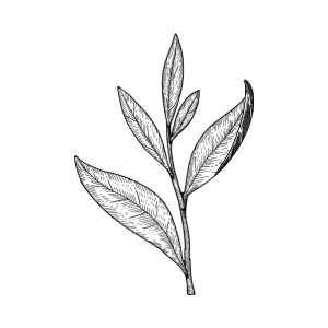 Camellia Sinensis Leaf Water